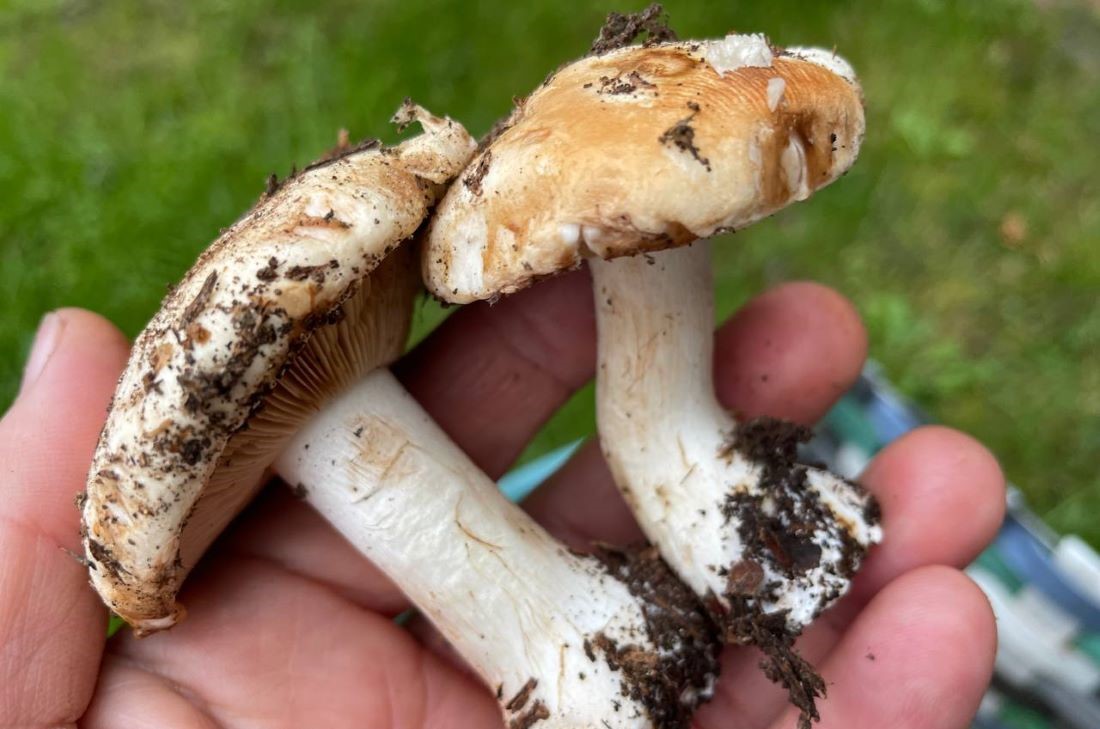 Вы зря их не берете: эти грибы вкуснее белых!