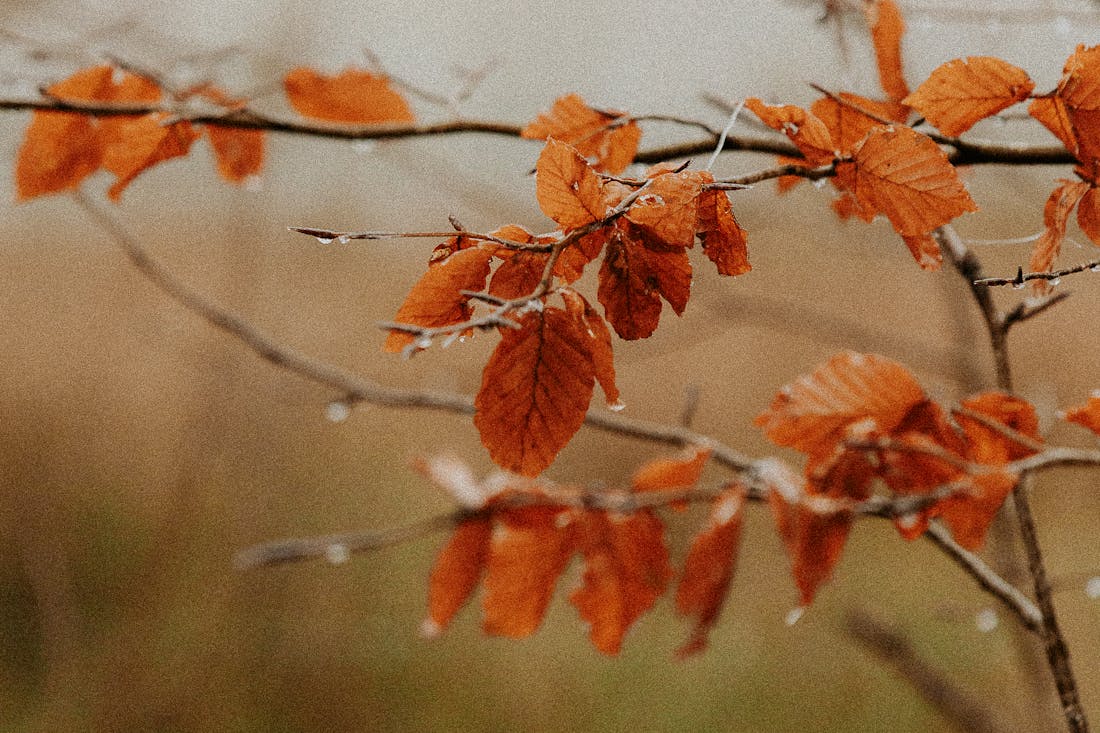 Заморозки возвращаются: прогноз погоды по Гродненской области на 14-16 октября