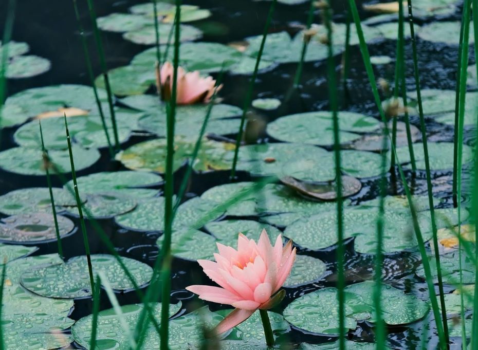 Завтра на Гродненщине +29 градусов