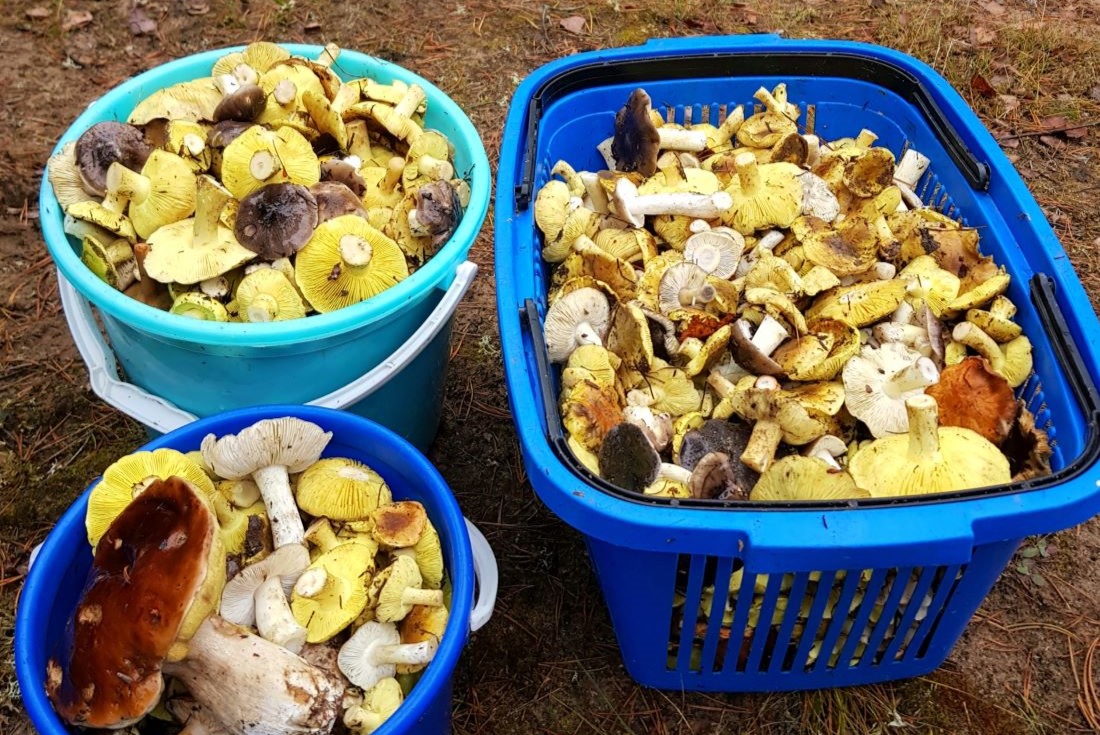 Их тьма. Где настоящий рай для грибников – топ регионов с изобилием грибов