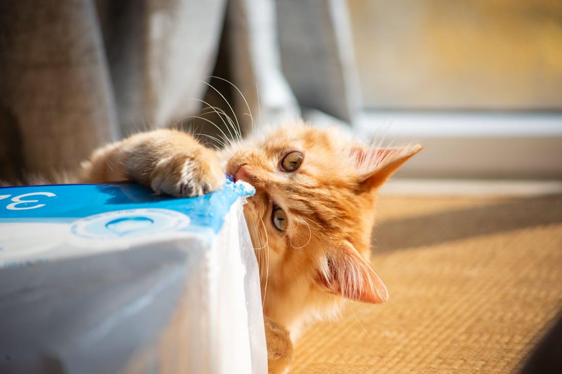 Женщина отправила посылку, случайно упаковав в нее домашнего питомца