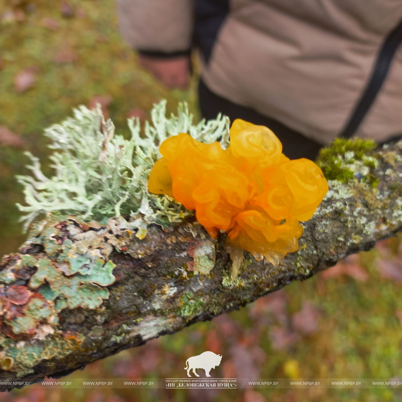 Зимнее чудо леса: в Беловежской пуще обнаружили редкий гриб, растущий даже зимой