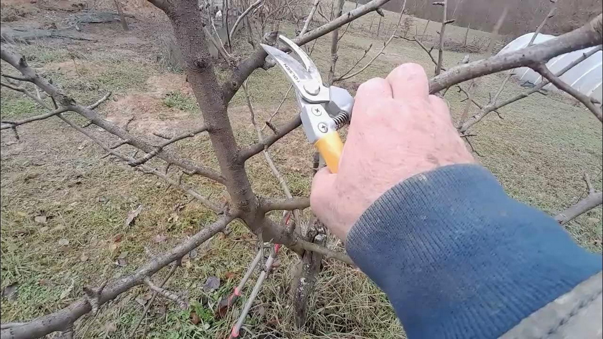 Зимняя обрезка творит чудеса: деревья благодарят урожаем