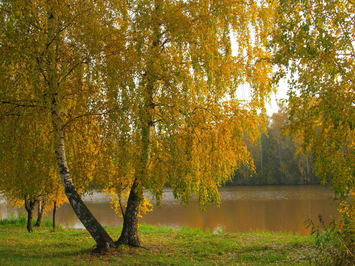 Красива береза осенью. Береза осенью. Береза осень. Береза ранней осенью. Осенняя Березка.