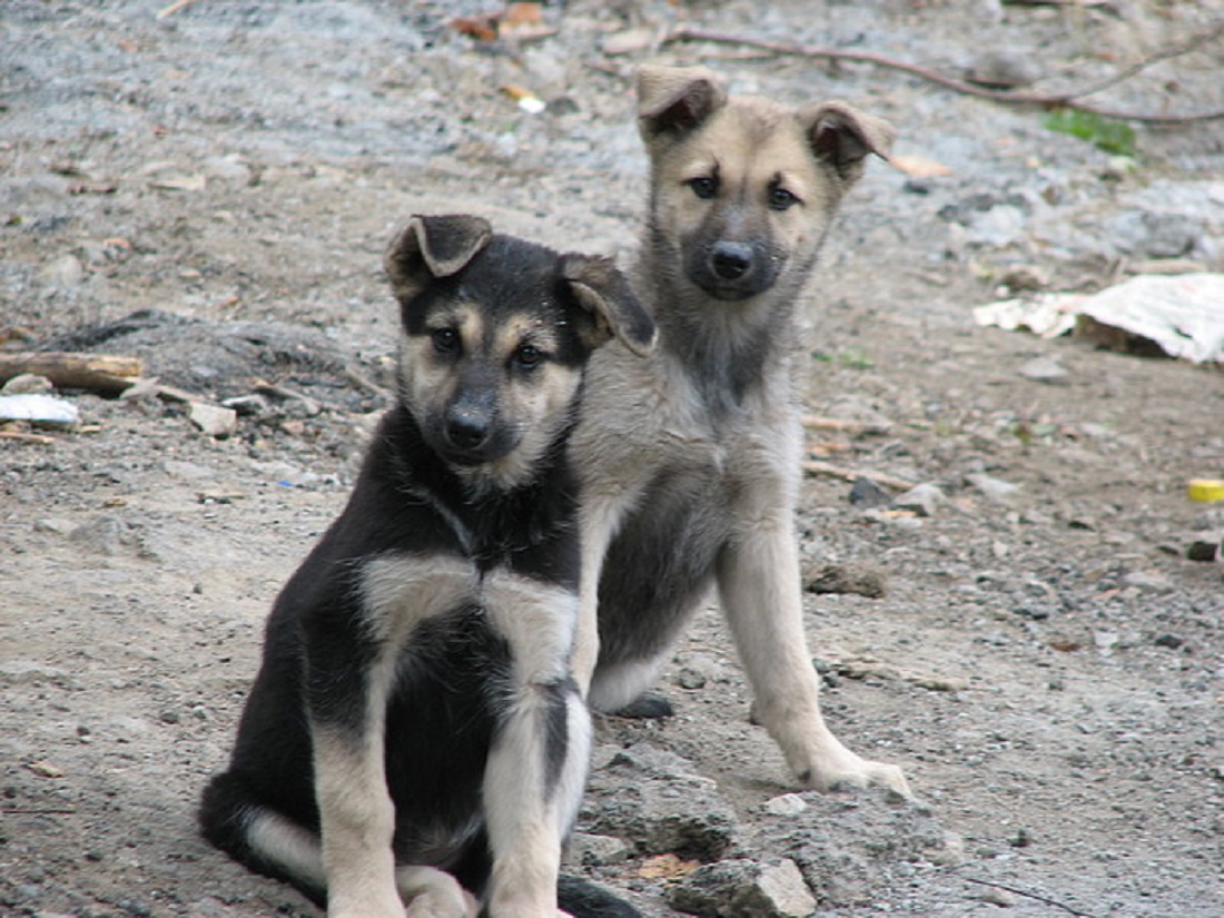 В добрые руки собак в брянске фото собак