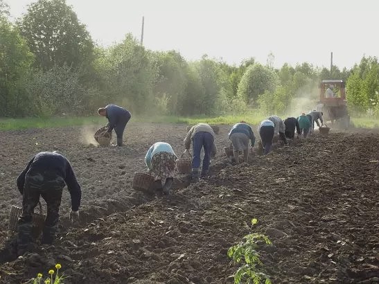 посадка картошки