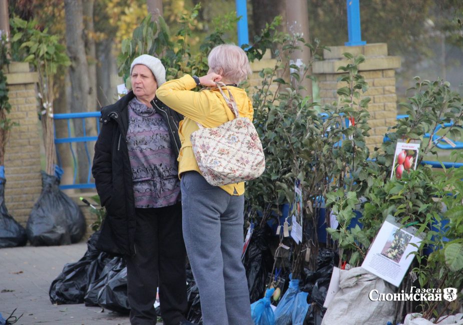 Продажа саженцев